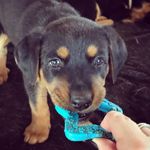 Heidi - @heidi.the.shepweiler - Instagram
