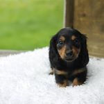 Heidi Jo Weiler - @heidi.the.doxie - Instagram