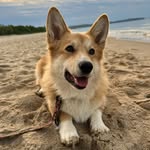 Heidi🏔️🌸 Welsh Corgi Pembroke 🦊💕 - @missheidi_thecorgi - Instagram