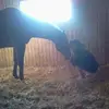 Heidi Whitman - @heidiwhitman1111 - TikTok