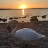 Helena Andersen - @helena.andersen8 - TikTok