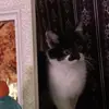 Helenashby - @lacuyashby - TikTok