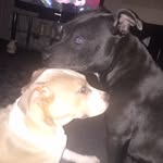 Nikki Helen Batty - @max_and_hugo19 - Instagram