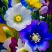 Helena Begum - Facebook