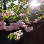 Helen Bean - @cherubimbean - Instagram