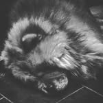 Елена - @helen__bear - Instagram