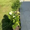 Helene Bertin - @helene.bertin75 - TikTok