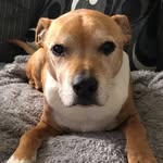 Helen Blades - @bladeshelen - Instagram