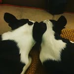 Helen Topham...Boston Mum🖤🤍🖤 - @htopham2020bostonmum - Instagram