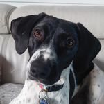 Helen Box - @wednesdayaddamstherescuedog - Instagram
