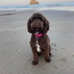 Helen Louise Boxall - @helenboxallwalks - Instagram