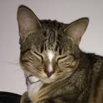 Mary Helen Branch - @memory_the_kitty - Instagram
