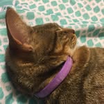Mary Helen Branch - @memory_the_kitty_05 - Instagram