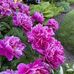 Helen Brenner - Facebook