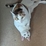 Helen Bryer - @mrs_alferret - Instagram