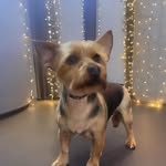 Helen Cooke Burrows - @helenburrows2905 - Instagram