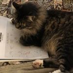 Helen Cavanaugh - @samthecat01 - Instagram