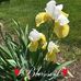 Helen Coombs - Facebook