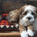 Helen Cushing - Facebook
