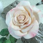 Helen Dodds - @dodds6969 - Instagram