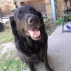 mrshelendodds - @milliedodds2008 - TikTok