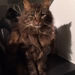 Helen Downing - @cats_are_clever - Instagram