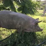 Helen Downing - @helen.downing59 - Instagram