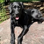 Helen Druce Newman - @doglover14534 - Instagram