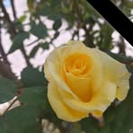 Helen Ferguson - Facebook
