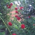 Helen Fleming - @helen.fleming.750 - Instagram