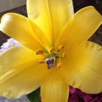 Helen Fortner - @helen.fortner.9 - Instagram
