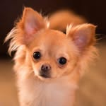 Helene Gerard - @jazzylachihuahua - Instagram