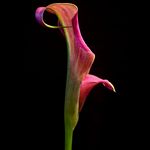 Helen Guyton - @helenguytonphotography - Instagram