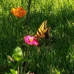 Helen Hillis - @hhillis1950 - Instagram