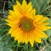 Helen Hindle - Facebook