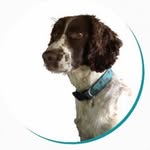 Helen Hopper - @helenshouseofpaws - Instagram