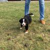BAILEY - @helenkoppel74 - TikTok