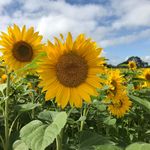 Helen Legg - @helenlegg7 - Instagram