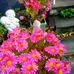 Helen McQueen - Facebook