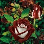 Helen Melling - @hmelling.66 - Instagram