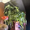 Helen Misener - @helen.misener - TikTok