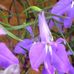 Helen Morrell - Facebook