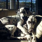 Helen Morrell - @spottydoggy2 - Instagram