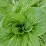 Helen Chandler and Jim Neumann - @lakedividefarm - Instagram