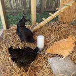 Helen Neumann - @littlewomenbackyardhens - Instagram