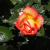 heleneparson693 - @heleneparson693 - TikTok