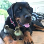 helen Pedersen - @rottweiler_iampablo - Instagram