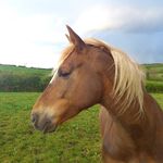 Helen Spence - @helenspencehorsesense - Instagram
