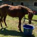 Helen Pepper - Facebook