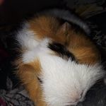 Helen Phipps - @dragonlover_234 - Instagram